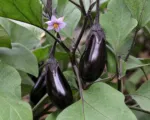 Eggplant (Solanum melongena) care guide