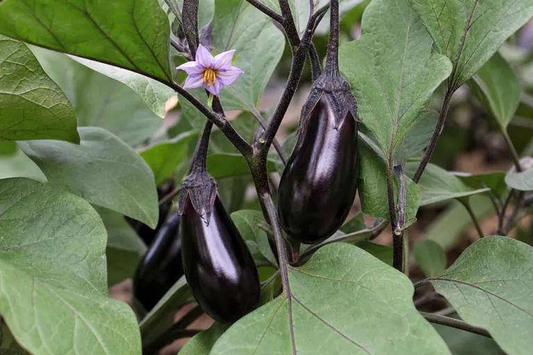 Solanum melongena