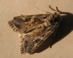 Egyptian Cotton Leafworm