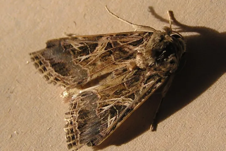 Egyptian Cotton Leafworm