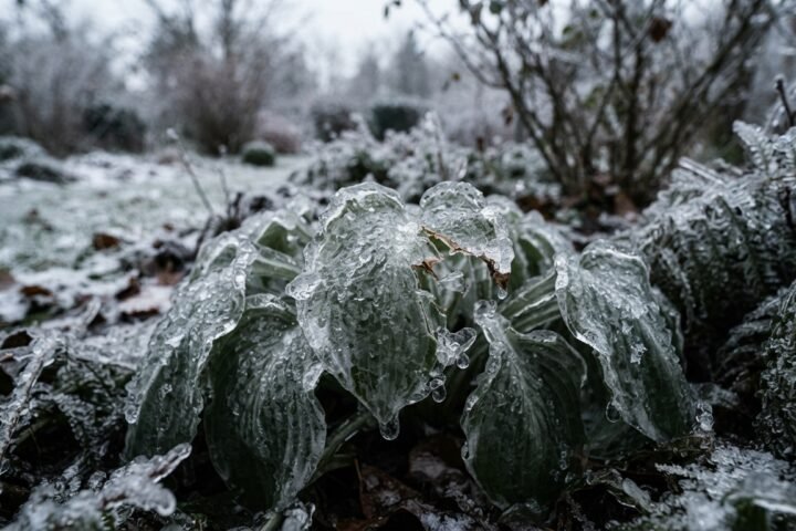 Eisschaden an Pflanzen