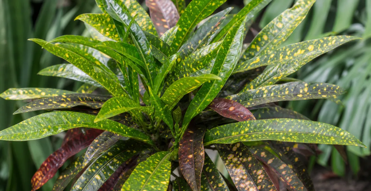 Codiaeum variegatum 'Eleanor Roosevelt' – plant photo