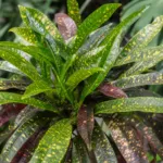 Eleanor Roosevelt (Codiaeum variegatum ‘Eleanor Roosevelt’) (Codiaeum variegatum