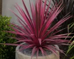 Electric Pink (Cordyline australis ‘Electric Pink’)