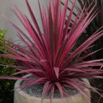 Electric Pink (Cordyline australis ‘Electric Pink’) (Cordyline australis 'Electric