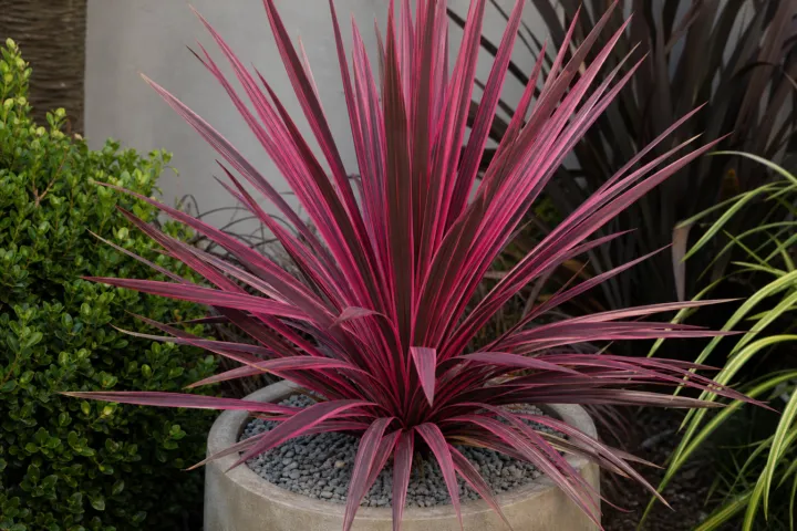 Cordyline australis 'Electric Pink'
