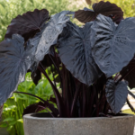 Elefantenohr (Colocasia esculenta 'Black Coral') – Pflanzenfoto