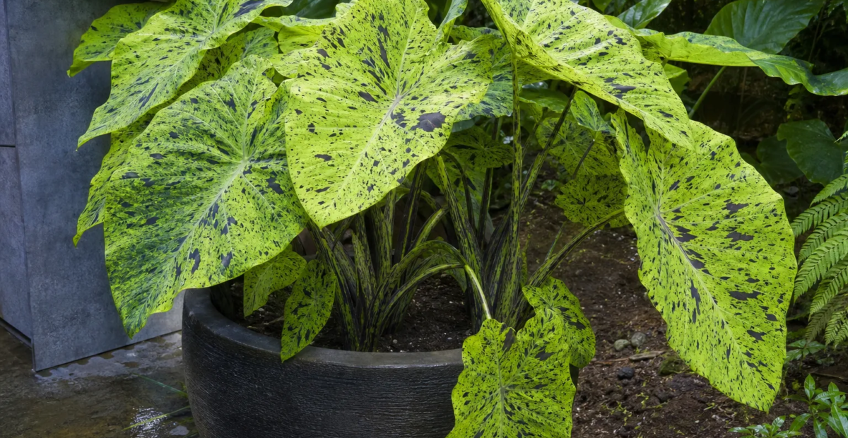 Elefantenohr 'Mojito' (Colocasia esculenta 'Mojito') – Pflanzenfoto