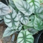 Elefantenohr 'Silver Dragon' (Alocasia 'Baginda Silver Dragon') – Pflanzenfoto