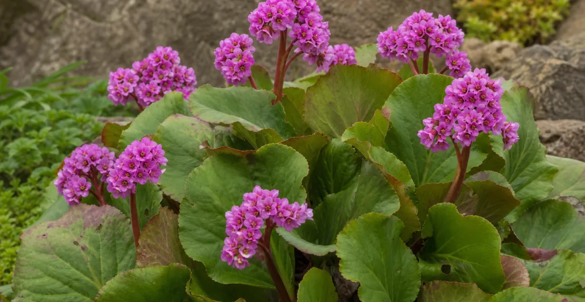 Elephant's-ears (Bergenia crassifolia) – plant photo