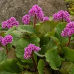 Elephant's-ears (Bergenia crassifolia) – plant photo