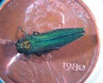 Emerald ash borer