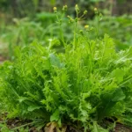 Endive (Cichorium endivia) – plant photo