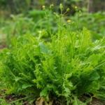 Endivie (Cichorium endivia) – Pflanzenfoto