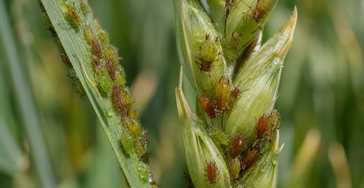 English Grain Aphid