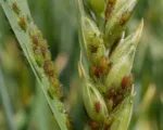 English Grain Aphid