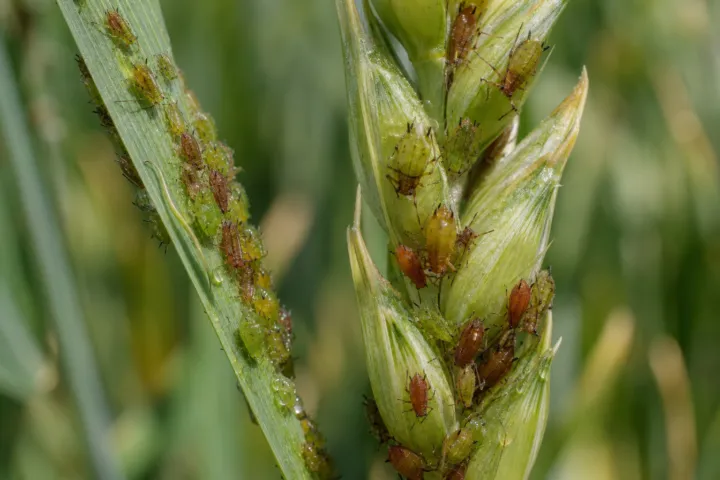 English Grain Aphid