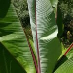 enseta bruškatá (Ensete ventricosum) – fotografia rastliny