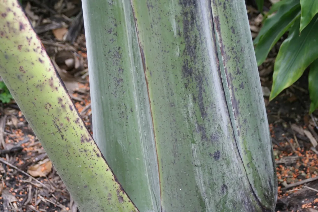 Ensete glaucum – fotografia rastliny