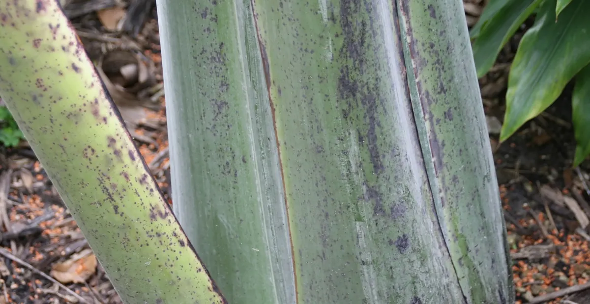 Ensete glaucum – fotografia rastliny
