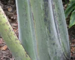Ensete glaucum – pestovanie a starostlivosť
