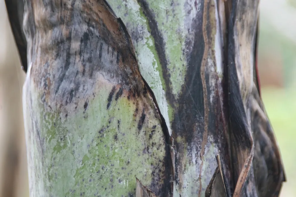 Ensete glaucum – pestovanie a (Ensete glaucum) – v záhrade, fotografia rastliny