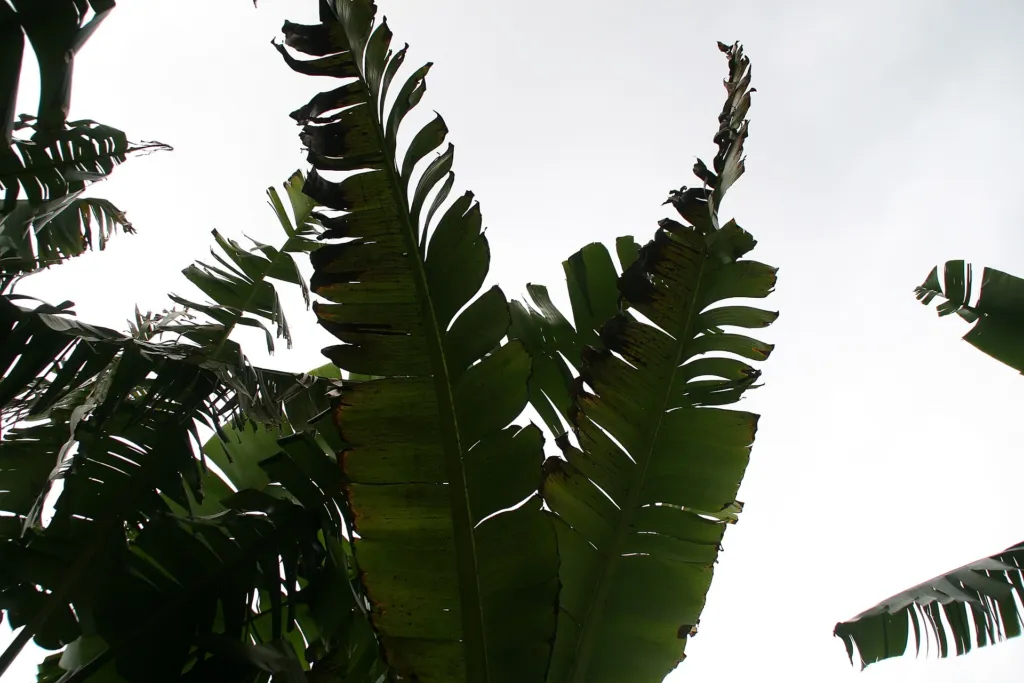 Ensete glaucum – pestovanie a (Ensete glaucum) – v záhrade, fotografia rastliny