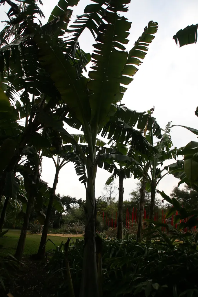 Ensete glaucum – pestovanie a (Ensete glaucum) – v záhrade, fotografia rastliny