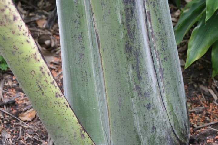 Ensete glaucum