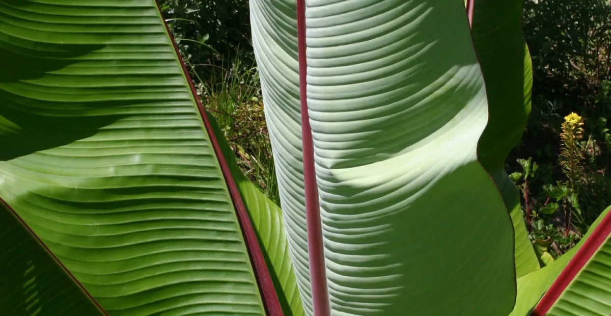 enset or ensete (Ensete ventricosum) – plant photo