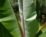 Enseta bruškatá (Ensete ventricosum) – pestovanie a starostlivosť