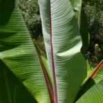 enset or ensete (Ensete ventricosum) – leaves and shoots, plant photo