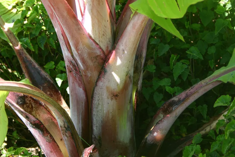 enset or ensete (Ensete ventricosum) – in a garden setting, plant photo