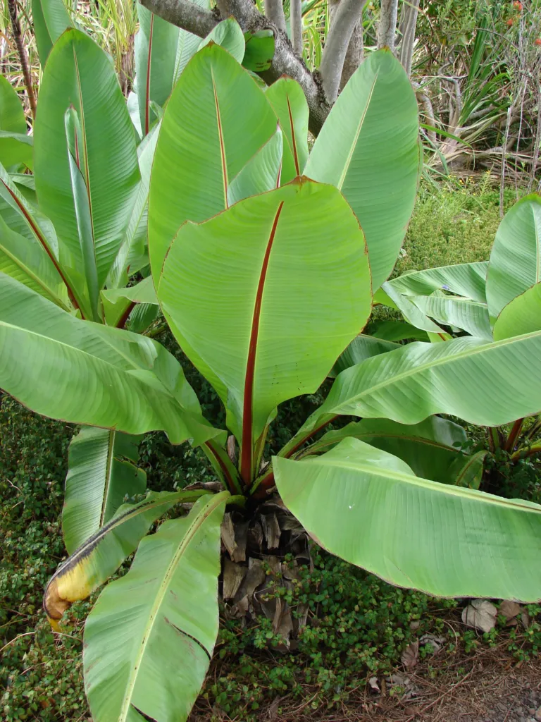 enset or ensete (Ensete ventricosum) – natural growth habit, plant photo