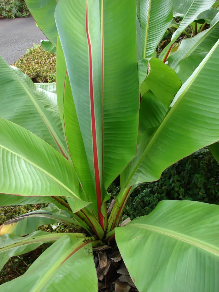 enset or ensete (Ensete ventricosum) – leaves and shoots, plant photo