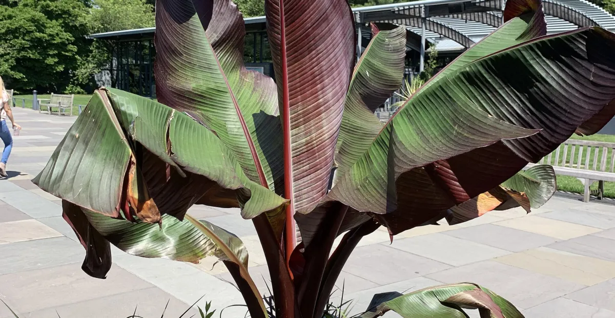 Ensete ventricosum 'Maurelii' – plant photo