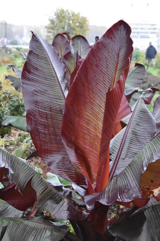 Rote Zierbanane (Ensete ventricosum 'Maurelii') – typisches Erscheinungsbild, Pflanzenfoto