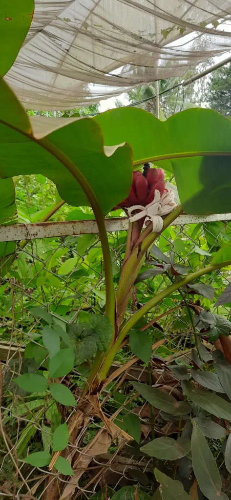 Rote Zierbanane (Ensete ventricosum 'Maurelii') – typisches Erscheinungsbild, Pflanzenfoto