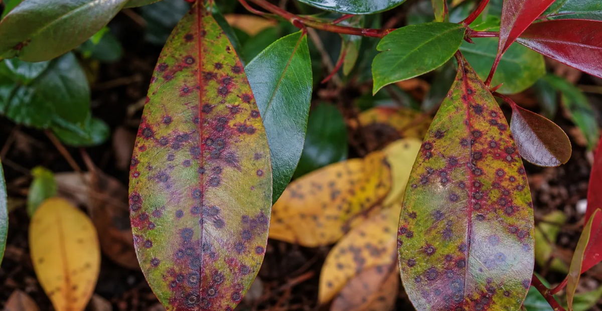 Entomosporium-Blattbräune