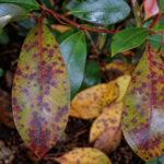 Entomosporium-Blattbräune