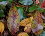 Entomosporium Leaf Spot