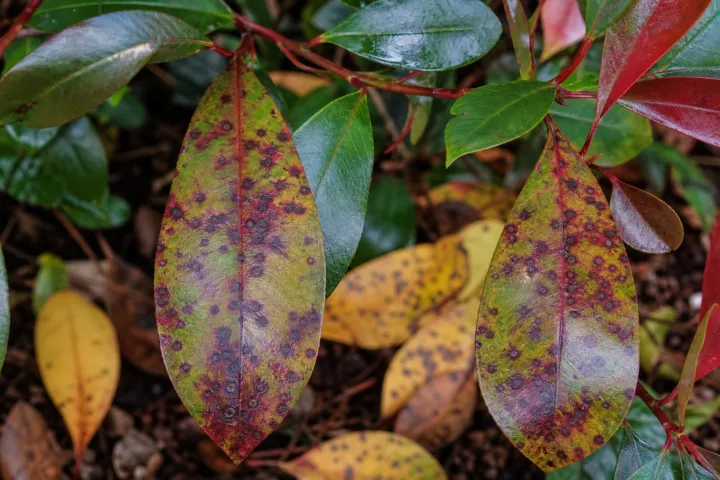 Entomosporium Leaf Spot