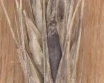 Ergot