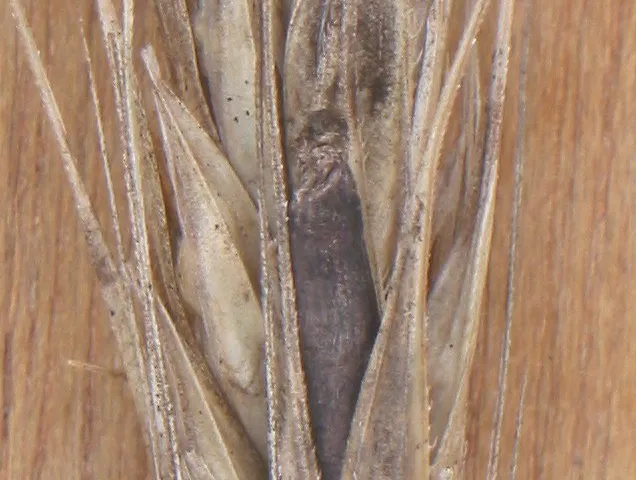 Ergot