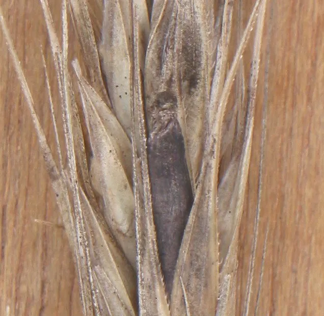 Ergot