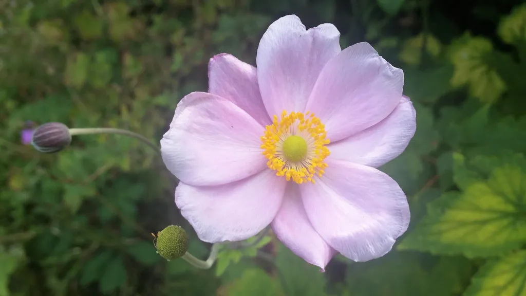 Herbst-Anemone (Eriocapitella hupehensis) – Blüten in Nahaufnahme, Pflanzenfoto