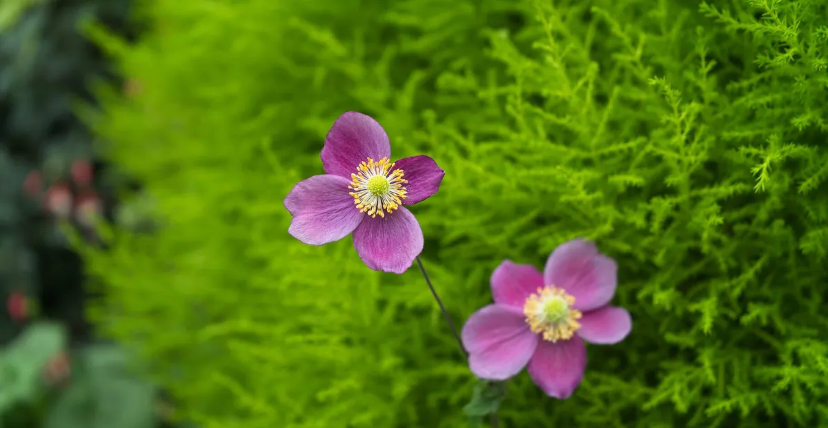 Hubei Anemone (Eriocapitella hupehensis) – plant photo