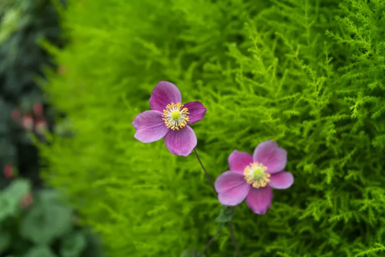 Eriocapitella hupehensis