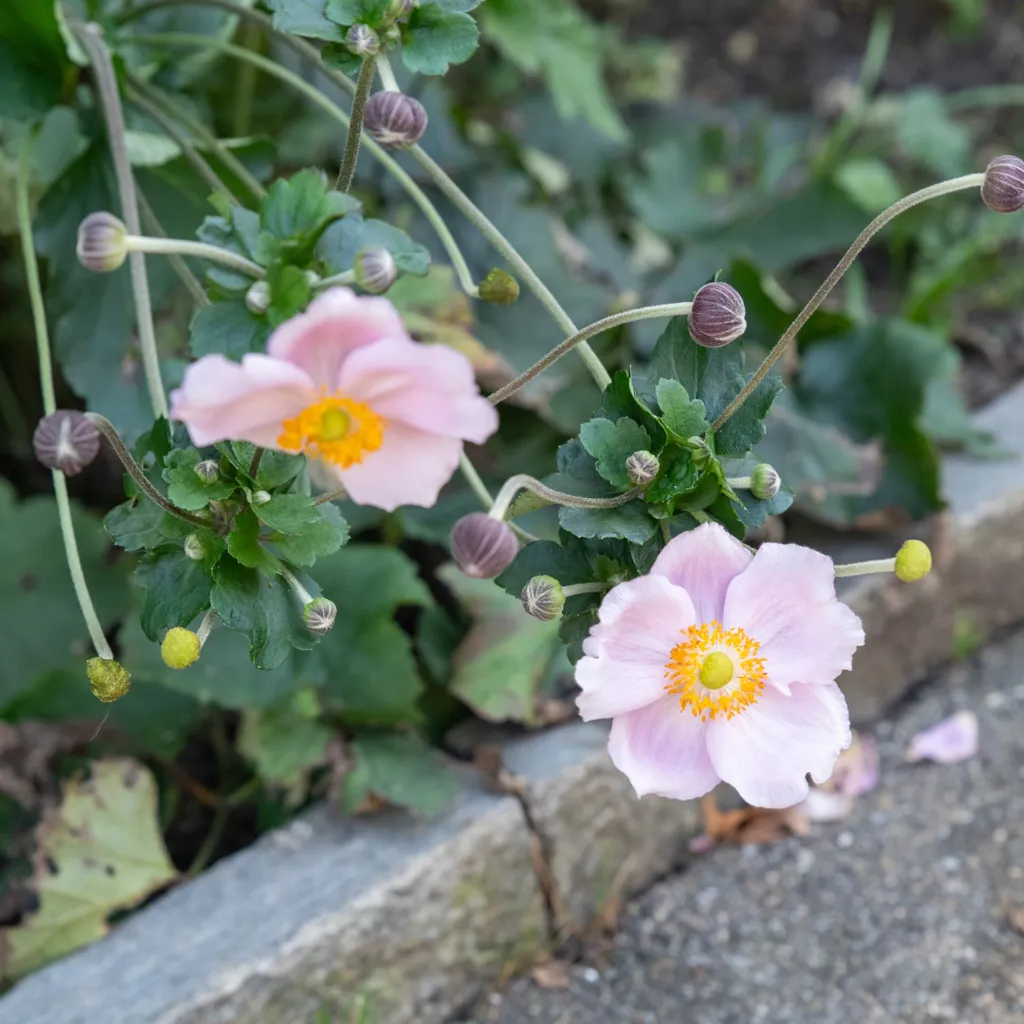 Herbst-Anemone (Eriocapitella hupehensis) – Blüten in Nahaufnahme, Pflanzenfoto