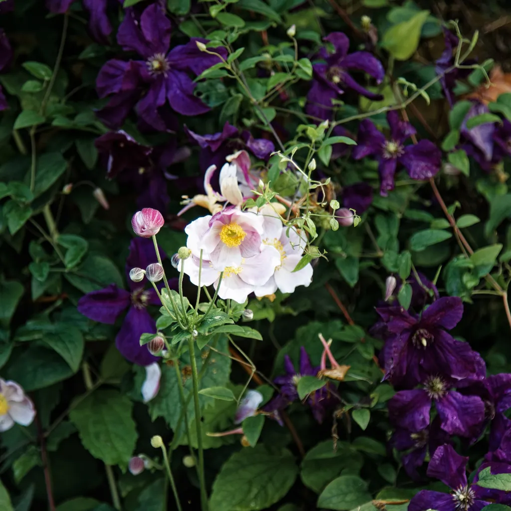 Herbst-Anemone (Eriocapitella hupehensis) – typisches Erscheinungsbild, Pflanzenfoto